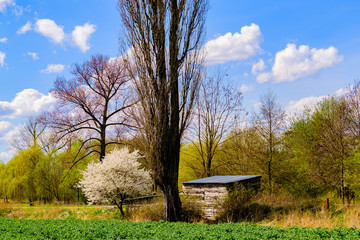 Wall Mural - Hut a blooming tree by green field at the edge of Prague