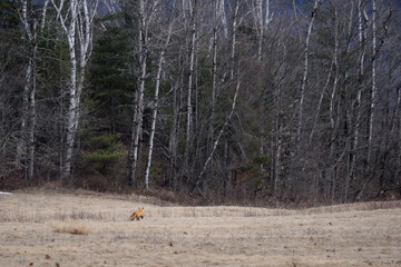 Wall Mural - Fox in a Field