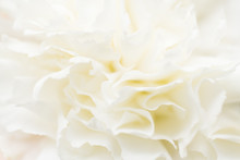 Macro Abstract Of White Carnation Petals. Soft Focus.