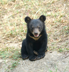 Poster - young asiatic black bear