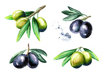 Black And Green Olives On The Branch Set, Isolated On White Background. Watercolor Hand Drawn Illustration