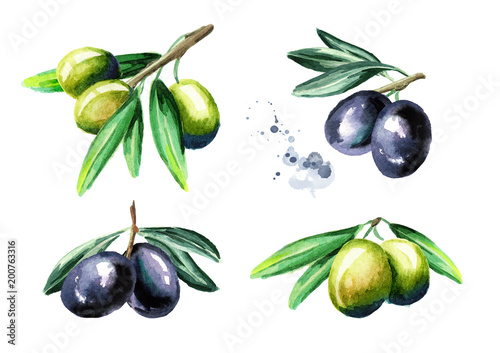 Obraz oliwki   oliwki-czarne-i-zielone-na-zestawie-oddzialu-na-bialym-tle-akwarela-wyciagnac-reke
