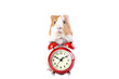 Guinea pig with red alarm clock isolated on white background