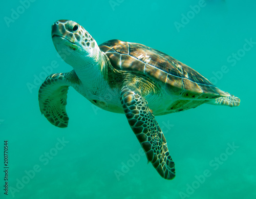 Plakat żółwie w Cancun Meksyk