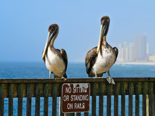 Brown Pelicans - Pelecanus Occidentalis - Two Birds Standing On Railing Over Funny Sign With Ocean And Highrises In Background