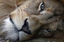 Extreme Close Up Portrait Of African Lion