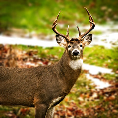 beautiful whitetail deer buck odocoileus virginianus standing amongst autumn leaves with, facing cam