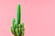 Green Cactus Minimal Stillife Style Against Pastel Pink Background.