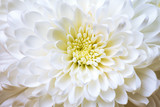 White chrysanthemum flower close-up 