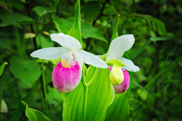 showy lady's-slipper - cypripedium reginae - also known as pink-and-white lady's-slipper or the quee