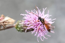Ichneumon Parasitic Wasp (Ichneumonidae) And Creeping Thistle