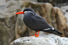 Inca Tern (Larosterna Inca)