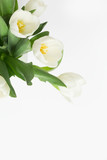 Fototapeta Tulipany - Delicate Tulip Florals