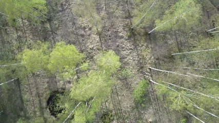 Wall Mural - Aerial view from drone on the birch wood in the summer sunny day