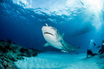 tiger shark at tigerbeach, bahamas