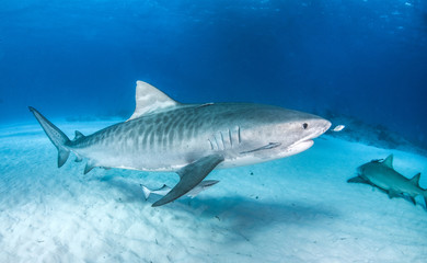 Wall Mural - Tiger Shark at Tigerbeach, Bahamas