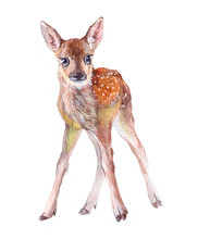 Watercolor Animal Fawn Baby Isolated On White Background