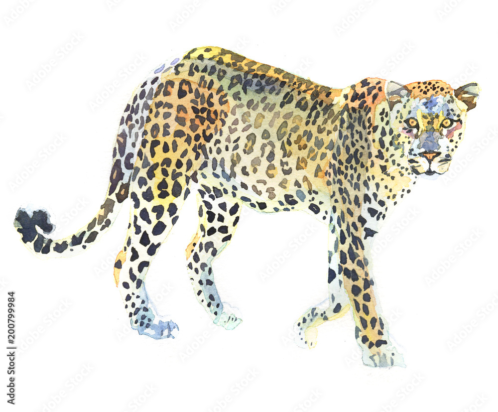 Watercolor animal leopard isolated on white background Stock ...
