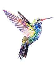 Watercolor Animal Colibri Isolated On White Background