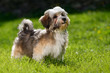 Cute little Havanese puppy stands in the grass and looks up