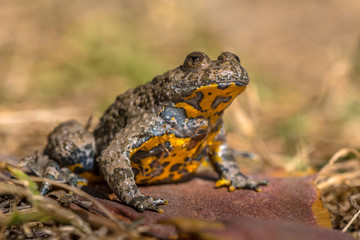 Canvas Print - Yellow bellied toad