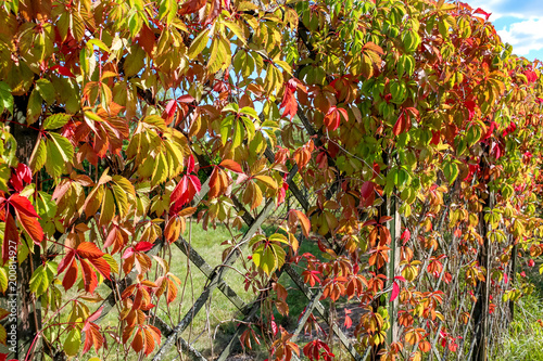 Cuadros en Lienzo Virginia creeper or Parthenocissus quinquefolia leaves