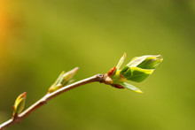 Tree Bud Macro / Young Tree Bud Early Spring