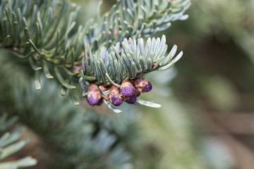 Wall Mural - Branches of a noble fir (Abies procera) in spring