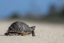 Turtle Crossing 