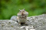 Fototapeta Zwierzęta - Chipmunk with cheeks full of nuts and seeds 4