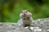 Fototapeta Zwierzęta - Chipmunk with cheeks full of nuts and seeds 6