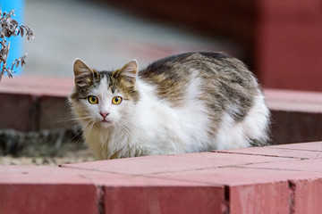 Wall Mural - portrait of a light stray cat outdoors