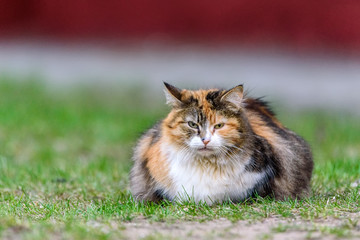 Wall Mural - portrait of a pregnant cat on the grass