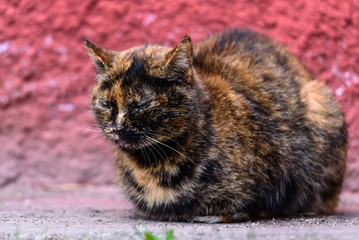 Wall Mural - spotted cat lies on the background of a red wall on the street with closed eyes