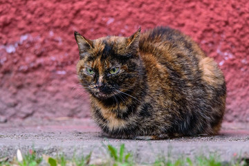 Wall Mural - spotted cat lies against the red wall background on the street