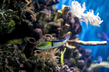 Wall Mural - Tropical green fish close up swimming on a tropical reef water