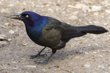Common Grackle Closeup