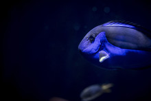 Royal Blue Tang Tropical Fish Swimming On A Dark Blue Fish Tank