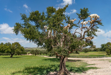 Landscape with goats in a big tree