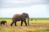 Fototapeta Sawanna - Elephant in National park of Kenya