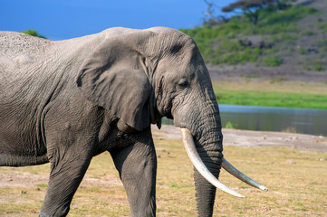 Canvas Print - Elephant in National park of Kenya