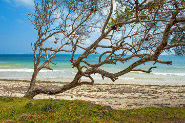 Wall Mural - Beach and tropical ocean