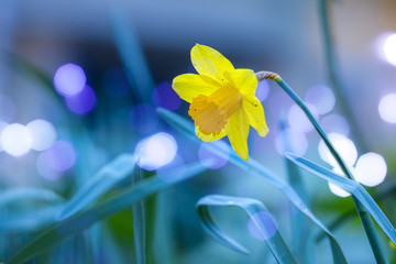 Wall Mural - Beautiful yellow narcissus in park at evening 5