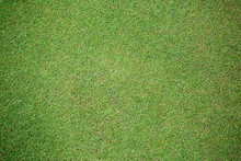 Grass Natural Background Putting Green Texture
