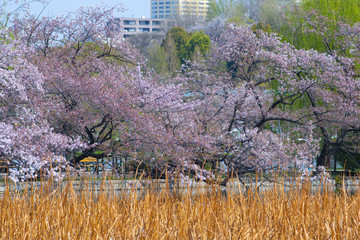 Wall Mural - Cherry blossom festival in Ueno Park in Tokyo, Japan.