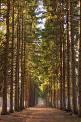 Wall Mural - green corridor of pine trees in the Park in the spring