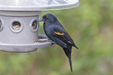 Beautiful Red Winged Black Bird Eating Out Of A Feeder