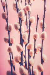Wall Mural - Pastel pink buds on a pussy willow.  Blooming of  willow twigs, springtime layout