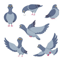 Pigeon Illustration Free Stock Photo - Public Domain Pictures