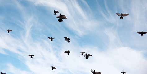 Photo Sur Toile - A flock of pigeons flies across the sky. Birds fly against the s